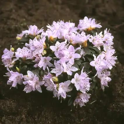 Dwergrhododendron (Rhododendron ‘Moerheim‘) | Veel voordeel