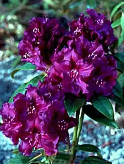 Dwergrhododendron (Rhododendron ‘Purple Pillow‘) | Direct leverbaar