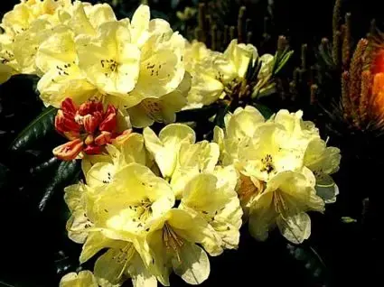 Klantfavoriet - Rhododendron (Rhododendron ‘Ehrengold‘)
