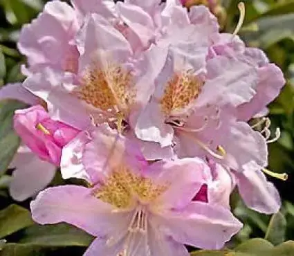 Professionele kwaliteit - Rhododendron (Rhododendron ‘Cunningham‘s Blush‘)