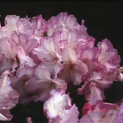 Bespaar nu - Dwergrhododendron (Rhododendron ‘Blurettia‘)