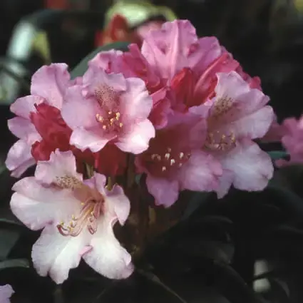 Voordelig - Dwergrhododendron (Rhododendron ‘Kalinka‘)