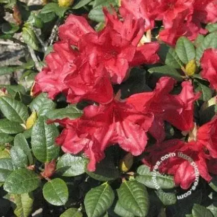 Dwergrhododendron (Rhododendron ‘Scarlet Wonder‘) - Trending