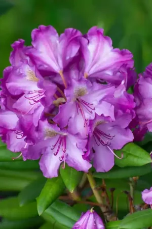Zolang de voorraad strekt - Rhododendron (Rhododendron ‘Bohlkens Lupinenberg‘)