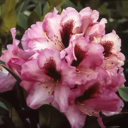 Rhododendron (Rhododendron ‘Kokardia‘) - Verlaagde prijs