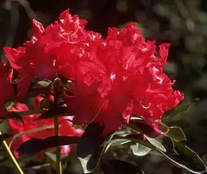 Rhododendron (Rhododendron ‘Halfdan Lem‘) | Bestseller