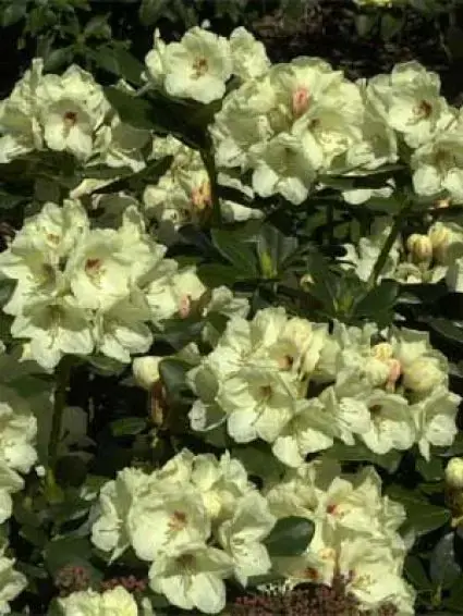 Rhododendron (Rhododendron ‘Flava‘) - Premium
