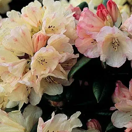 Dwergrhododendron (Rhododendron ‘Dusty Miller‘) - Rechtstreeks van de fabrikant