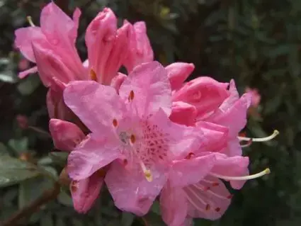 Rhododendron (Rhododendron ‘Fragrans‘ ) | Actie