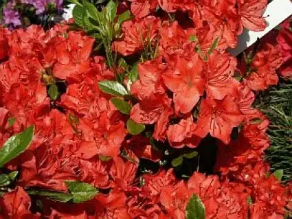 Veel gevraagd | Japanse Azalea (Rhododendron ‘Geisha Orange‘)