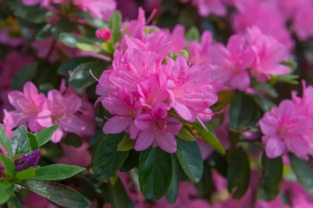 Populair - Japanse Azalea (Rhododendron ‘Geisha Pink‘)
