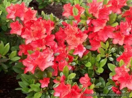 Japanse Azalea (Rhododendron ‘Geisha Red‘) - Aanrader