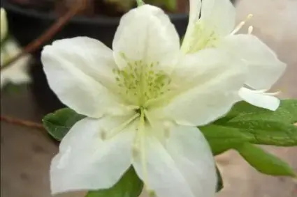 Nieuw product | Japanse Azalea (Rhododendron ‘White Lady‘)