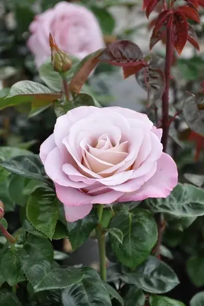 Topkwaliteit | Grootbloemige roos (Rosa ‘Blue Girl‘)