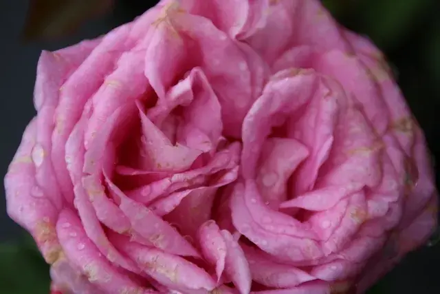 Aanbieding loopt bijna af - Grootbloemige roos (Rosa ‘Beverly‘)