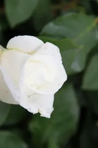 Bespaar nu | Grootbloemige roos (Rosa ‘Annapurna‘)