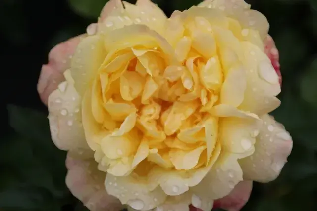 Eenvoudig retourneren | Trosroos (Rosa ‘Lampion‘)