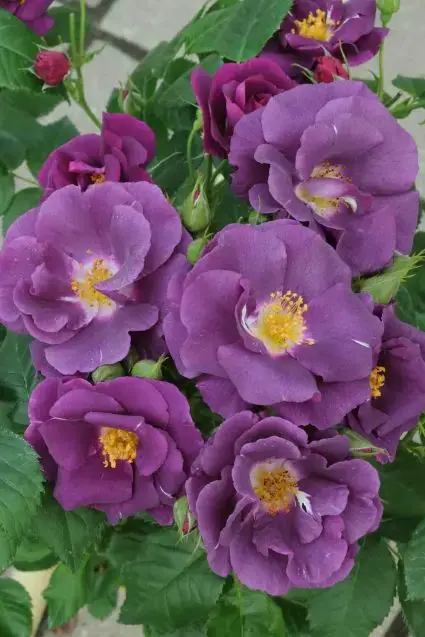 Roos (Rosa ‘Rhapsody in Blue‘) | Voorraad bijna op