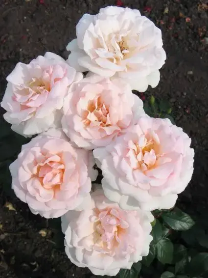 Voordeelprijs | Grootbloemige roos (Rosa ‘A whiter shade of pale‘)