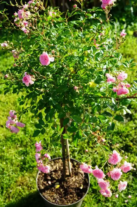 Stamroos (Rosa ‘The Fairy‘) | Beste prijs