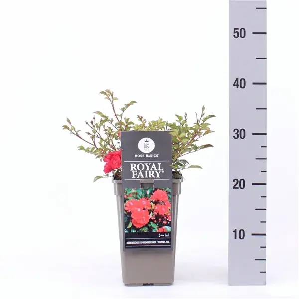 Bodembedekkende roos (Rosa ‘Royal Fairy‘) - Koop vandaag
