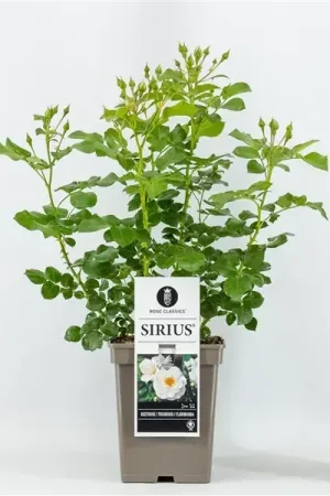 Aanbieding - Trosroos (Rosa ‘Sirius‘)