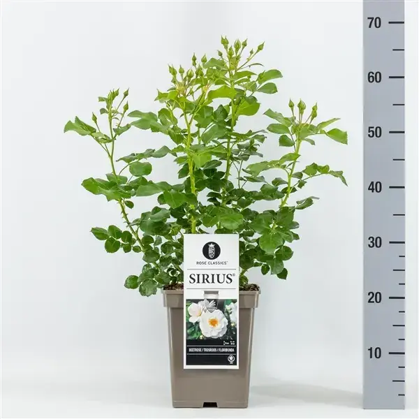 Aanbieding - Trosroos (Rosa ‘Sirius‘)