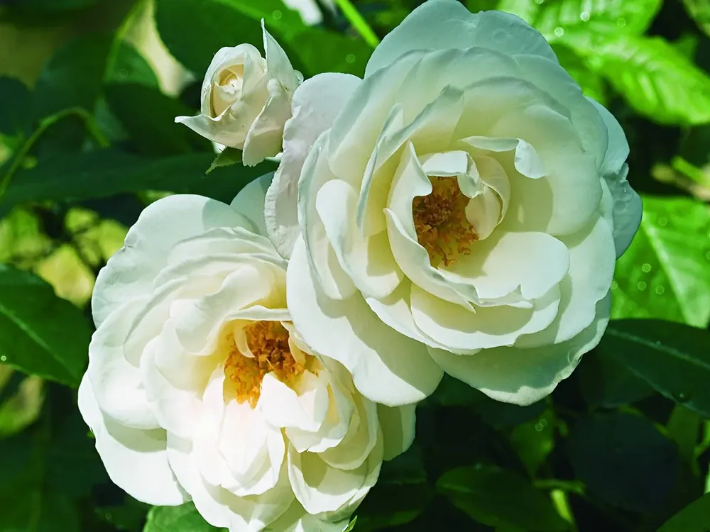 Roos (Rosa ‘Schneewittchen‘) - Profiteer nu