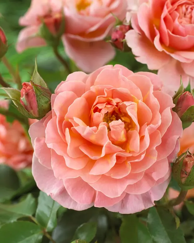 Outlet | Trosroos (Rosa ‘Marie Curie‘)