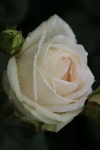 Grootbloemige Roos (Rosa ‘Madame Anisette‘) | Aanrader