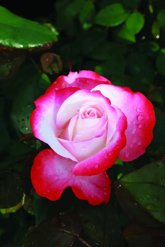 Grootbloemige Roos (Rosa ‘Nostalgie‘) - Speciale aanbieding