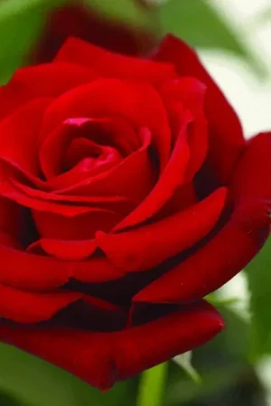 Aanbieding loopt bijna af - Grootbloemige Roos (Rosa ‘Ingrid Bergman‘)