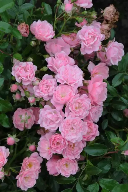 Deal | Bodembedekkende roos kopen? Rosa The Fairy met garantie