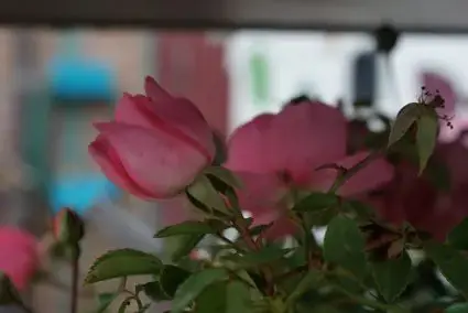 Trosroos (Rosa ‘Bonica 82‘) | Direct kopen