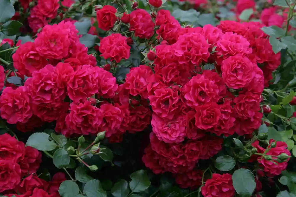 Wees er snel bij | Bodembedekkende roos (Rosa ‘Gartnerfreude‘)