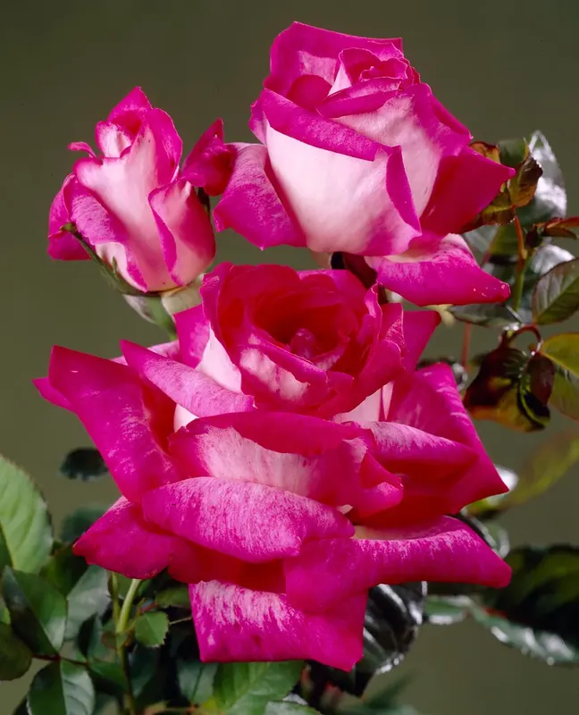 Voorraad bijna op | Grootbloemige Roos (Rosa ‘Rose Gaujard‘)