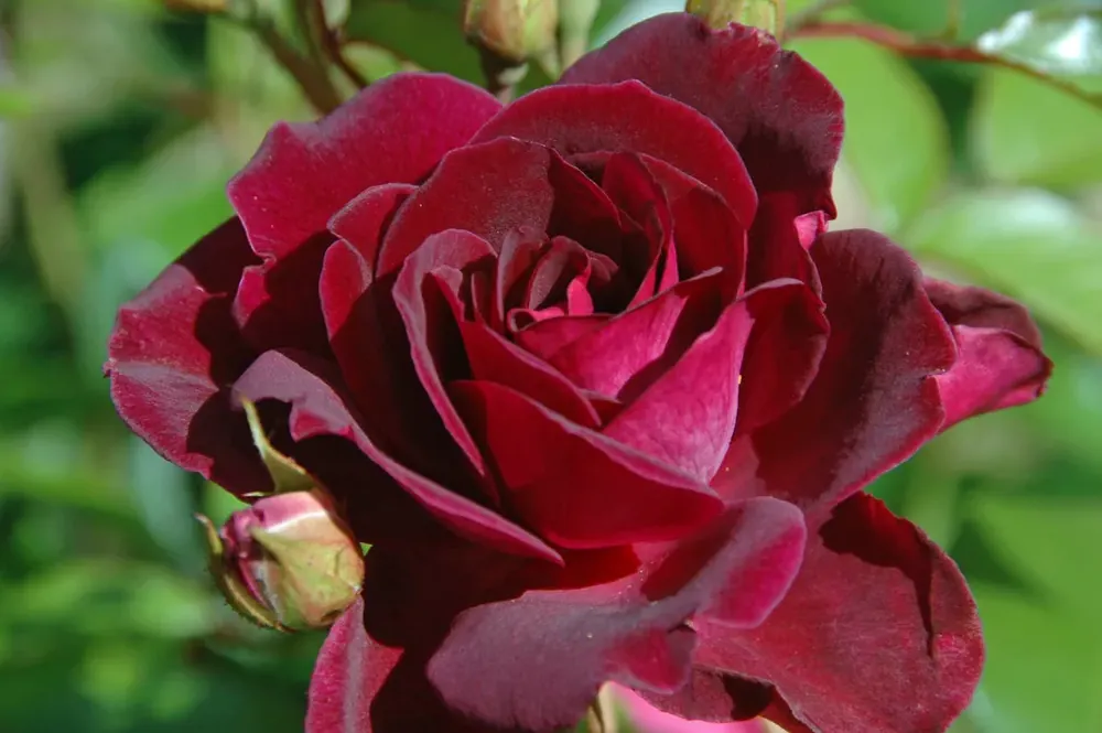 Nieuwe release - Trosroos (Rosa ‘Burgundy Ice‘)