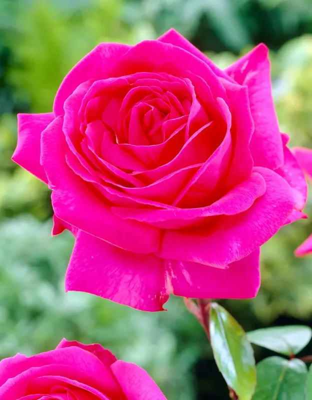 Populair bij klanten - Roos Felroze (Rosa ‘Criterion‘)
