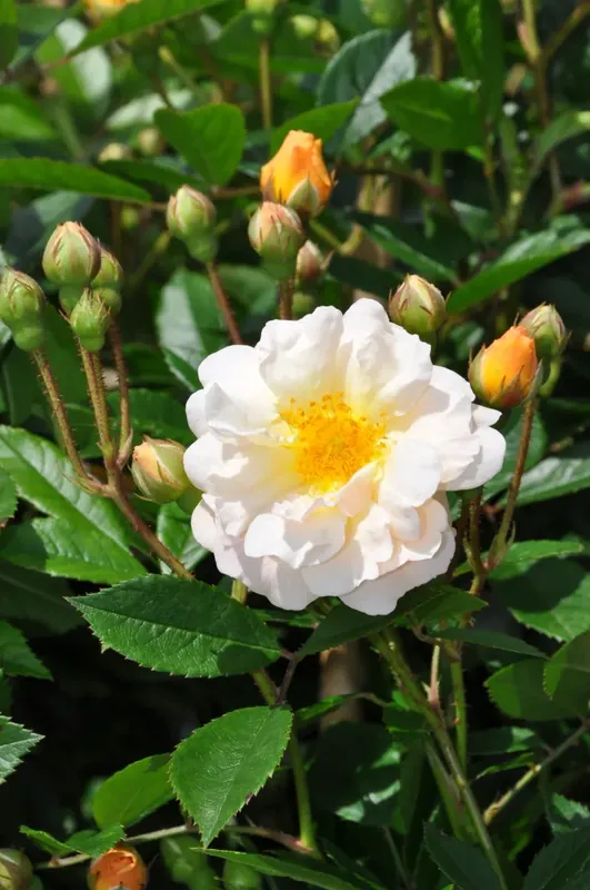 Klimroos (Rosa ‘Ghislaine de Féligonde‘) | Beste prijs