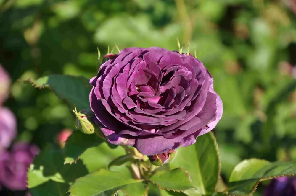 Stamroos (Rosa ‘Minerva‘) - Laatste dagen