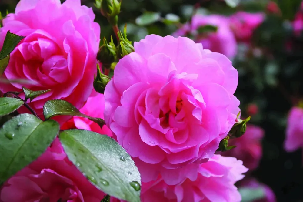 Flitsaanbieding | Stamroos (Rosa ‘Bonica 82‘)