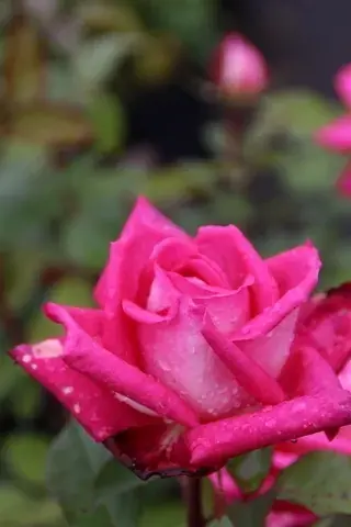 Grootbloemige roos (Rosa ‘Acapella‘) - Expreslevering