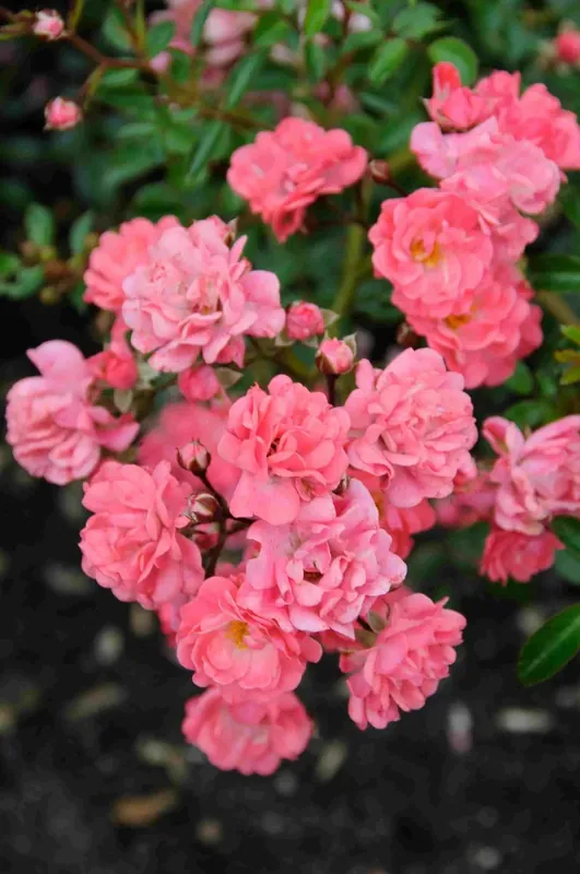 Bodembedekkende roos (Rosa ‘Fairy Princess‘) | Superprijs