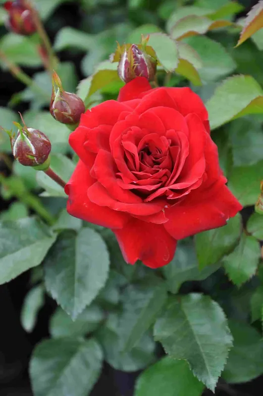 Alleen vandaag | Trosroos (Rosa ‘Nina Weibull‘)