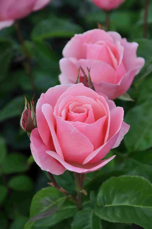 Grootbloemige roos (Rosa ‘Queen Elizabeth‘) - Spoedlevering