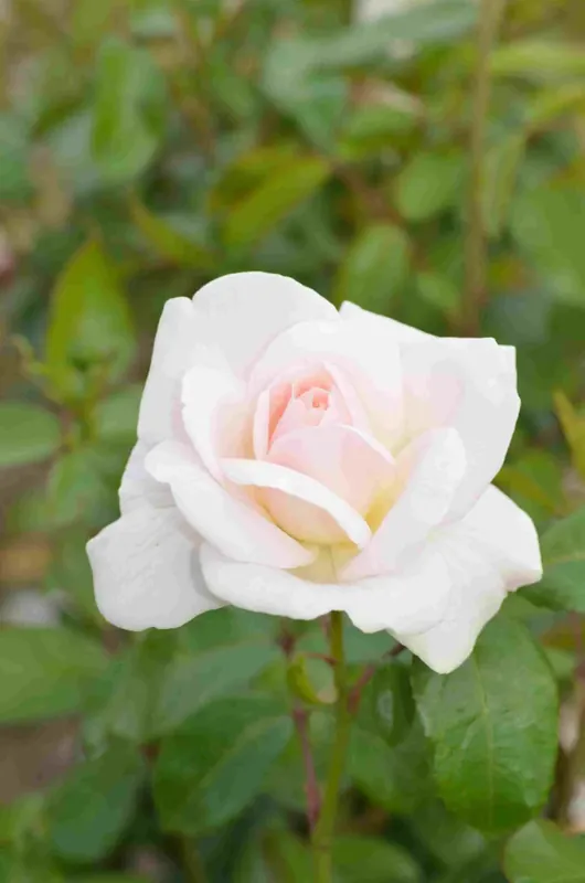 Grootbloemige roos (Rosa ‘Helga‘) - Op = op