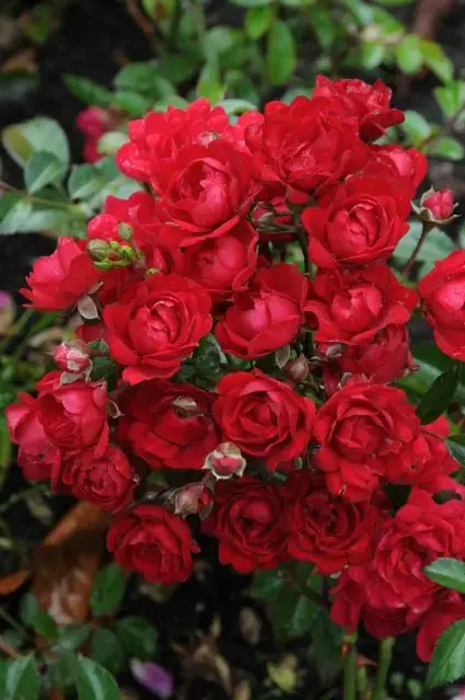 Rechtstreeks uit de fabriek - Stamroos (Rosa ‘Fairy King‘)