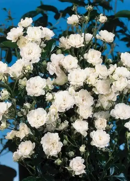 Stamroos (Rosa ‘Crystal Fairy‘) - Premium