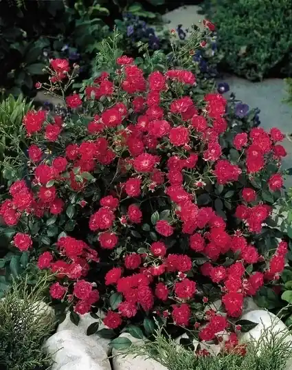 Bodembedekkende roos (Rosa ‘Lovely Fairy‘) - Snelle levering