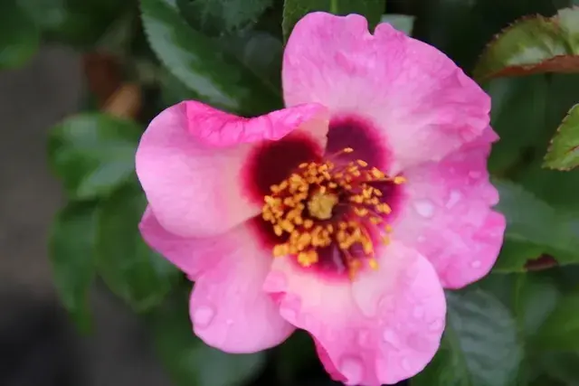 Persica roos (Rosa ‘Eyes On Me‘) | Nieuwe release